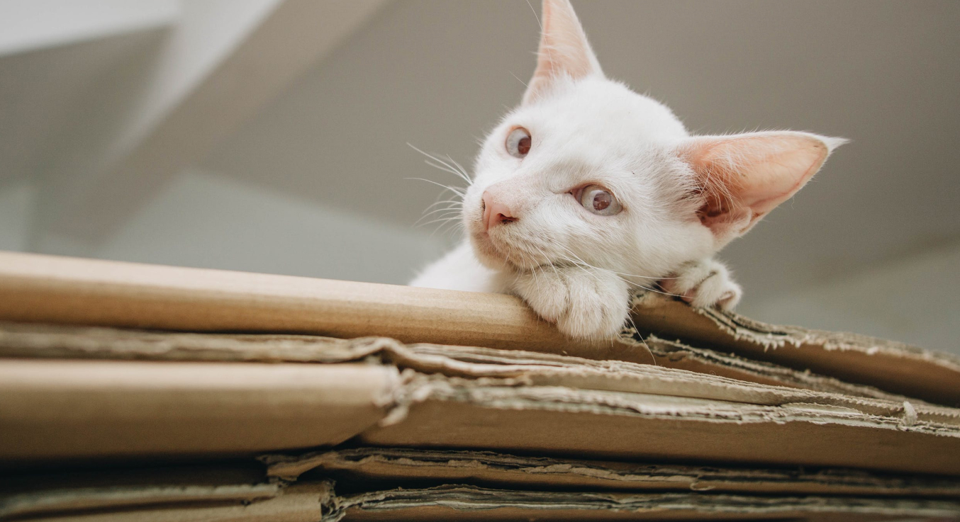 Katze schaut verträumt