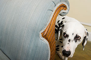 hundewelpe dalmatiner versteckt sich hinter einer couch