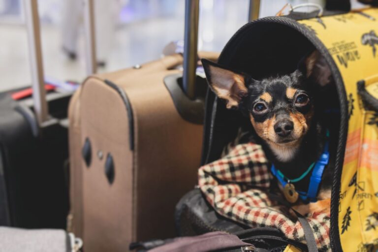 kleiner hund schaut aus transporttasche für den flug heraus