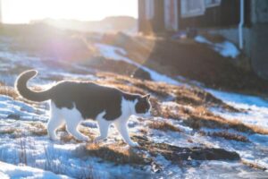 katze allein draussen im schnee