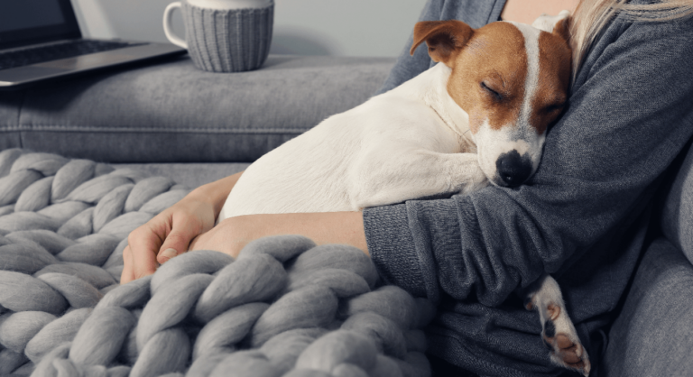 hund kuschelt sich bei frauchen auf dem schoss in eine dicke decke ein