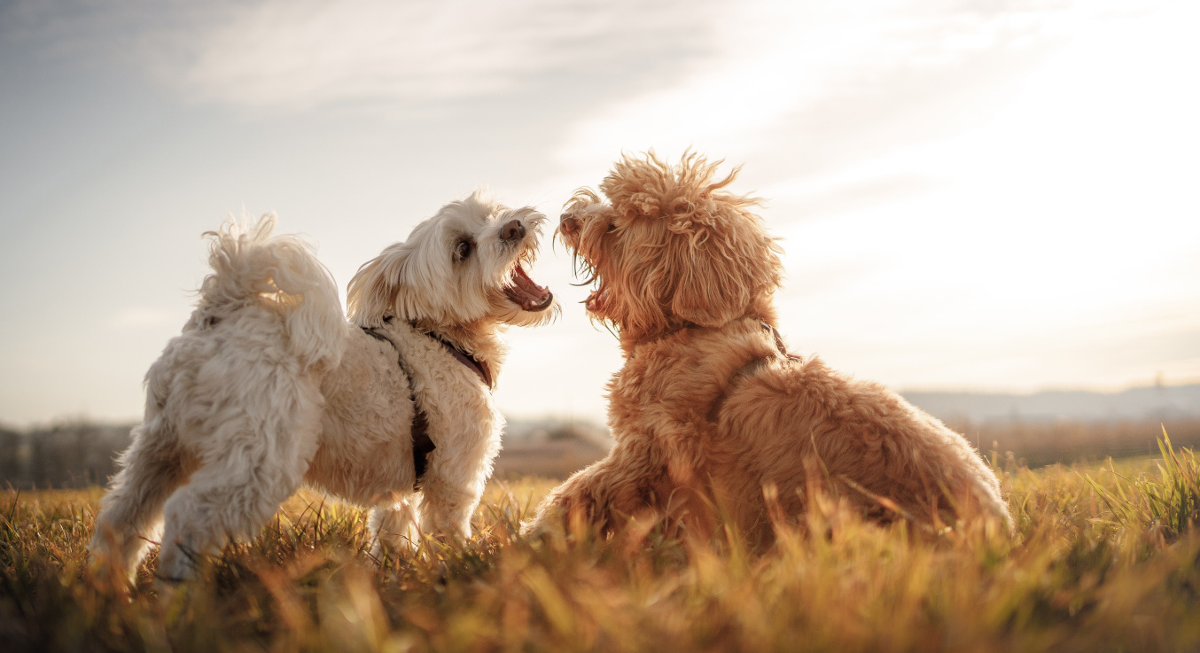 Zwei glückliche Hunde spielen miteinander auf einem Feld