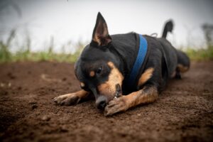 hund liegt draussen auf der erde und knabbert an vorderpfote