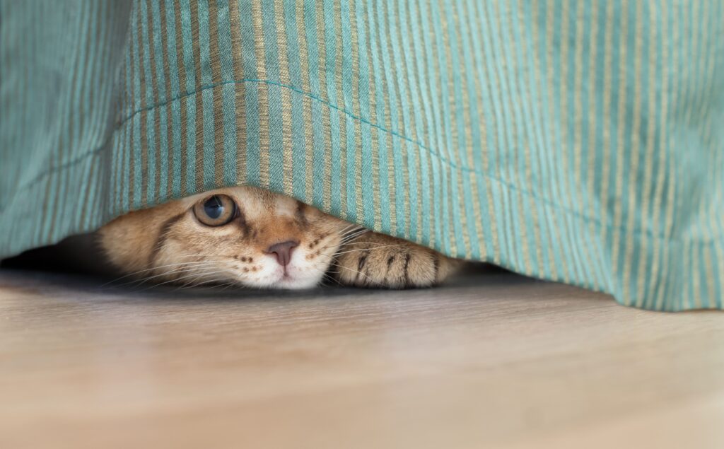 Katze lugt hinter Couchüberwurf hervor